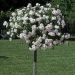 Rosa Piangente ICE MEILLANDECOR ® Meivahyn