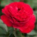 Rosa JEAN-PIERRE PERNAUT ® Meikeneza
