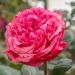 Rosier AUDREY FLEUROT ® Meicatess