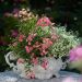 Mini-rosa LillyRose TM Wonder6 ‘Hohoemi rouge’