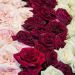Rosa Black PERFUMELLA ® Meizhoro