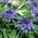 Scilla del Perù - Scilla peruviana
