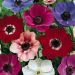 Anemoni di Caen in miscuglio