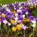 Croco a grandi fiori in mix