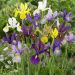 Iris Hollandica di Bretagna