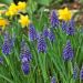 Muscari Armeniacum, Cipollaccio