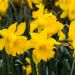 Narciso Golden Harvest