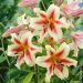 Lys géant ‘Lavon’