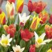 Tulipani nani Kaufmanniana in mix