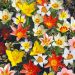 Tulipani Botanici in Mix Miracle