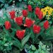 Tulipano Botanico Showwinner