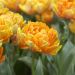 Tulipano doppio tardivo Soleil Levant