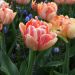 Tulipano doppio precoce Foxy Foxtrot