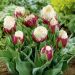 Tulipano doppio precoce Ice Cream