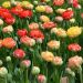Tulipani doppi tardivi in mix