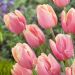 Tulipani precoci Mango Charm