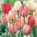 Tulipano Darwin Silver Stream