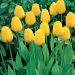 Tulipano Darwin Golden Apeldoorn