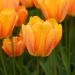 Tulipano Darwin Blushing Apeldoorn