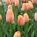 TULIPANO TARDIVO REINE DE LA NUIT