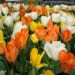 Assortimento Ibiza: tulipani precoci fosteriana
