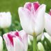 Tulipe Triomphe Color Magic