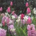 Assortimento delle Baleari: giacinti + tulipani + narcisi