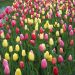 Tulipani Darwin in mix