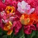 Tulipani pappagallo in mix