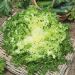 Indivia riccia di Meaux