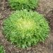 Chicorée frisée Très Fine Maraîchère - Cichorium endivia var. crispum