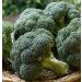 Cavolo broccolo verdia HF1
