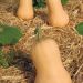 Zucca Waltham Butternut – Noce di burro
