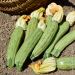 Courgette Adrielle F1