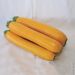 Courgette Orelia F1 (peau jaune) - Vilmorin