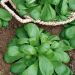 Valeriana Songino Valerianella Locusta Agathe