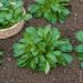 Valeriana Songino Valerianella Locusta degli ortolani