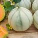 Melon Savor Hybride F1