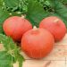Zucca potimarron