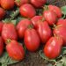 Tomate Roma V.F. BIO