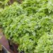 Basilic vert fin BIO pour potagers d'intérieur