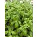 Basilic Genovese BIO pour potagers d'intérieur