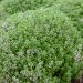 Timo Officinalis