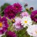 Cosmos Double Click in miscuglio