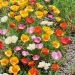 Eschscholzia californica Pavot de Californie simple varié