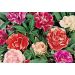 Balsamina Camelia Doppia in mix La bustina