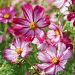 Cosmos Géant Sensation Picotee