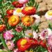 Immortelle à bractées double en mélange - Helichrysum 