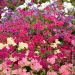 Phlox de Drummond à grandes fleurs variées