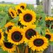 Girasole a fiore gigante